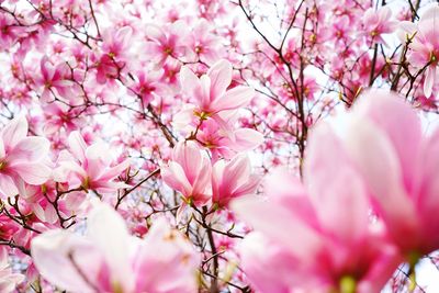 Close-up of pink cherry blossom