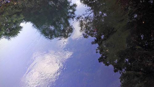 Reflection of trees in water