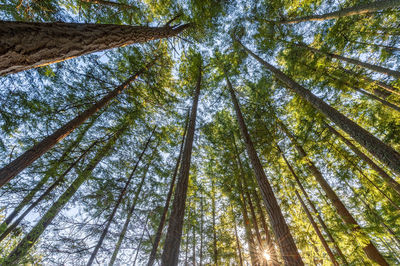 Low angle view of bamboo trees