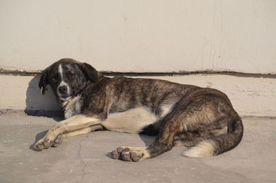 Dog sleeping on floor