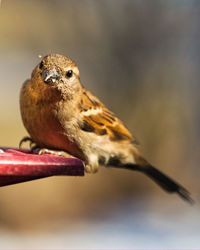 Close-up of bird perching