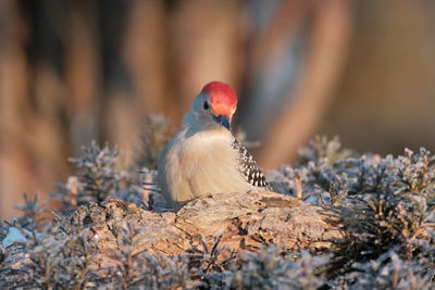 Close-up of bird perching on a field