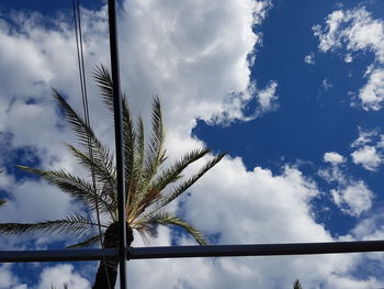 Low angle view of palm tree against sky