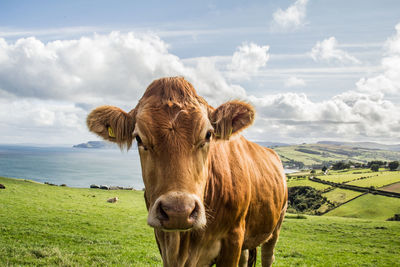 Portrait of cow with livestock tags standing on field against sky