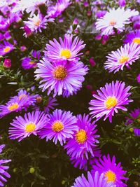 Close-up of pink flowering plants