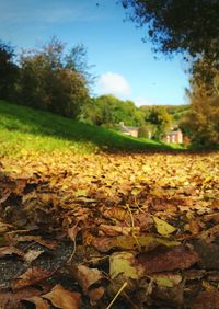 Fallen leaves on landscape against blue sky