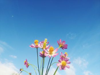 Low angle view of pink flowering plants against blue sky