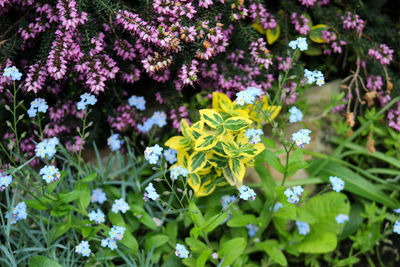 Close-up of white flowering plants in park