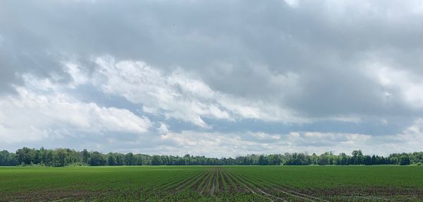 Scenic view of agricultural field against sky