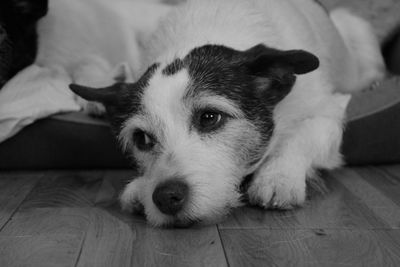 Close-up portrait of dog relaxing on hardwood floor