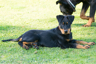 Black dog relaxing on field