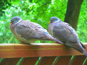 Close-up of bird perching on railing