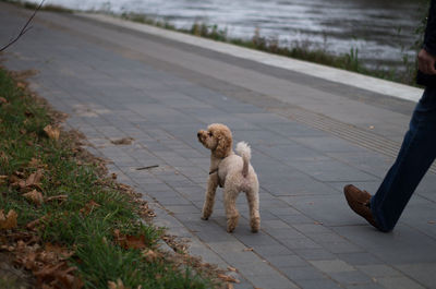 Dog walking on footpath