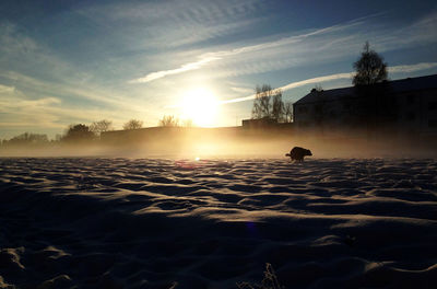 Dog on snowy field against houses during sunrise