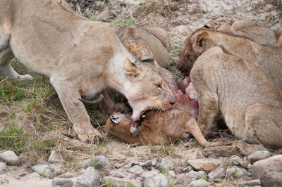 Lions hunting deer on field