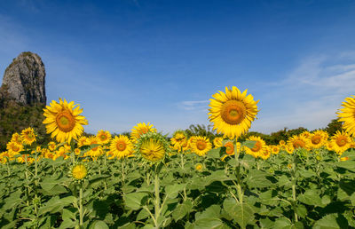 Yellow flowering plants on field against sky