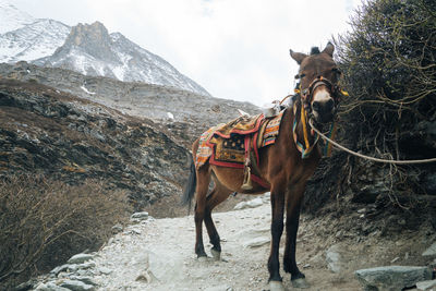 Horse standing on rock