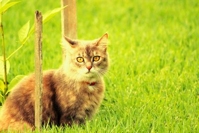 Close-up portrait of cat on field