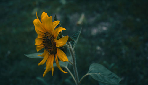 Close-up of yellow flower against blurred background