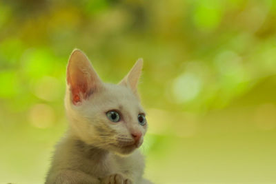 Close-up of cat looking away