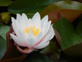 Close-up of lotus water lily in lake