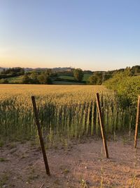 Scenic view of vineyard against clear sky