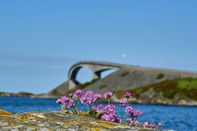 flowering plant