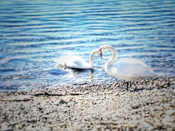 Swans swimming in lake