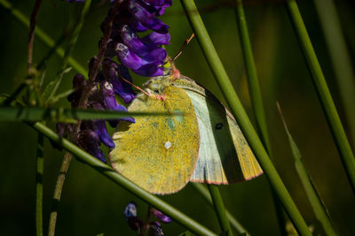 Close-up of butterfly on purple flowering plant in the forest