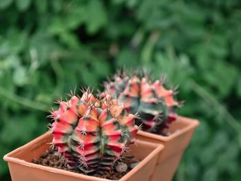 Close-up of succulent plant