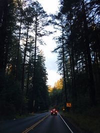 Road passing through trees