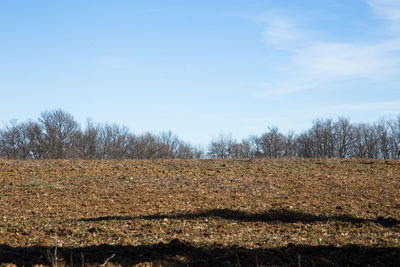 Surface level of bare trees on field against sky