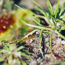 Close-up of wet plant