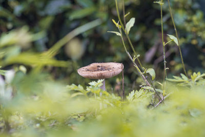 Close-up of a mushroom