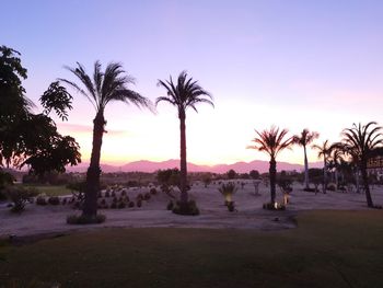 Silhouette palm trees on field against sky at sunset