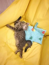 High angle view of cat resting on bed