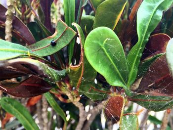 Close-up of plant