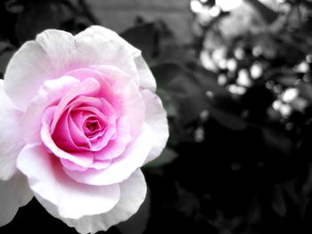 Close-up of pink rose