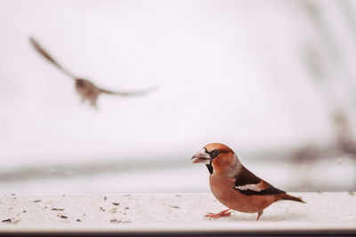 Close-up of bird perching
