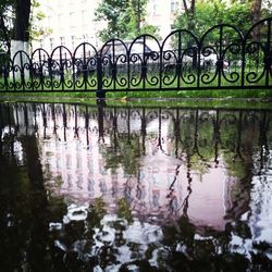 Reflection of trees in water