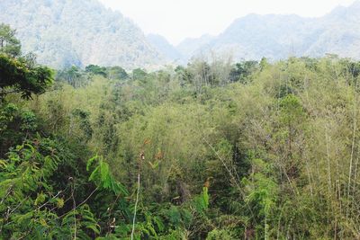 Scenic view of trees growing on field