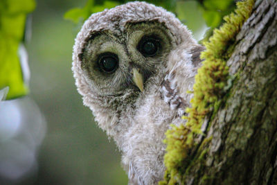 Close-up of owl