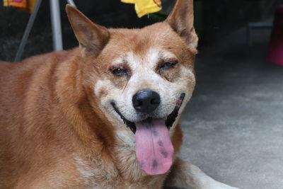 Close-up portrait of a dog