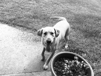 High angle portrait of dog on street