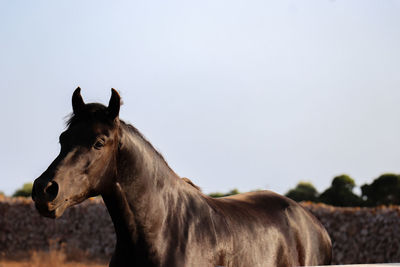 Horse standing in ranch against clear sky