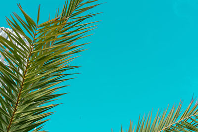 Low angle view of palm tree against blue sky