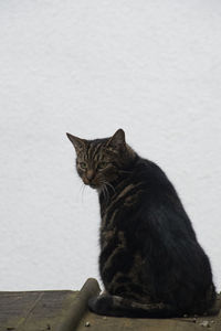 Cat looking away while sitting against wall