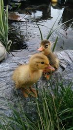 Close-up of ducklings on grass