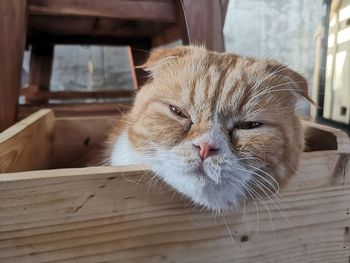 Close-up of a cat looking away