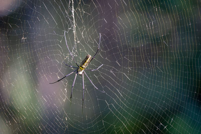 A giant orb weaver spider sitting on its giant web.